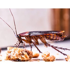 Cockroach and Ants