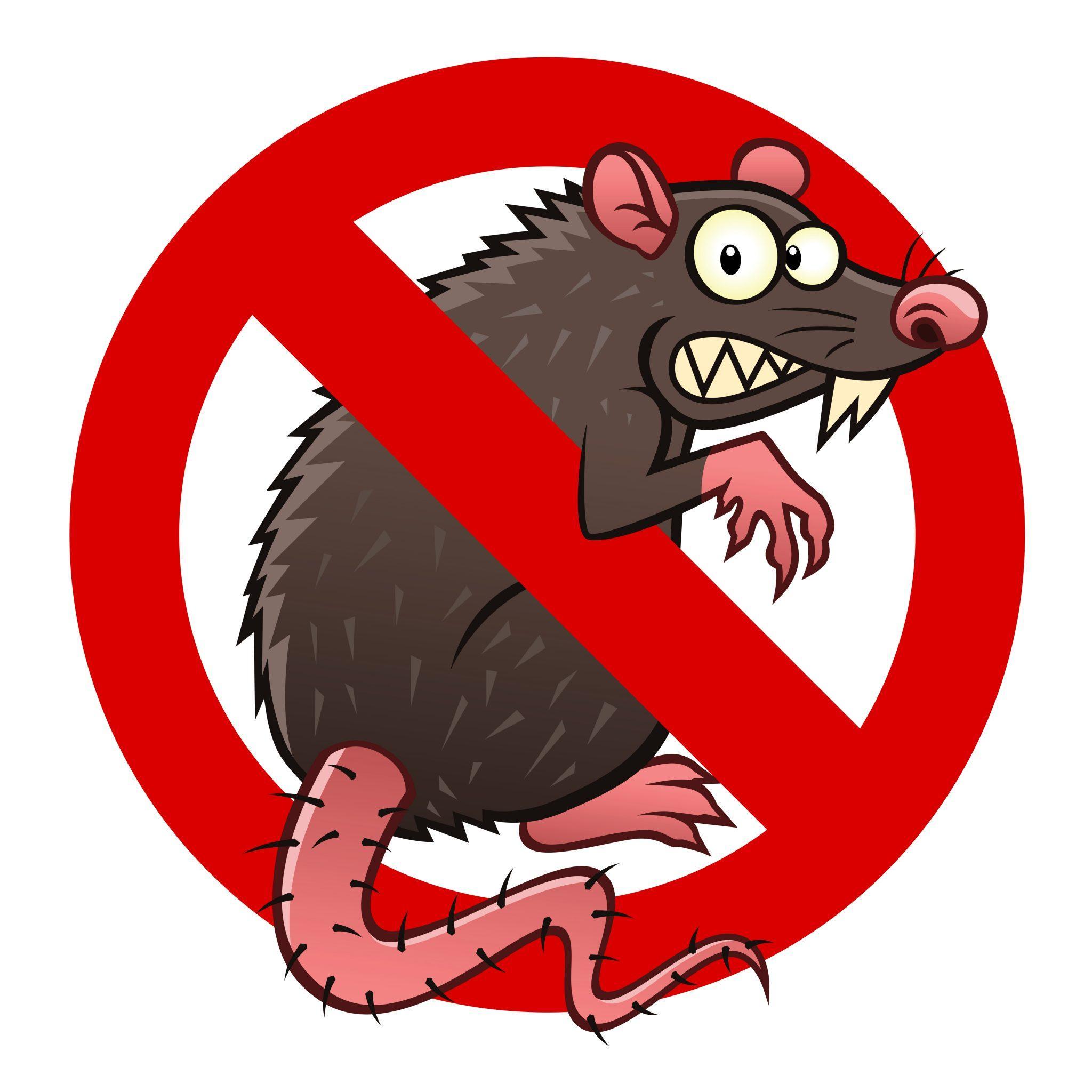 Rats
