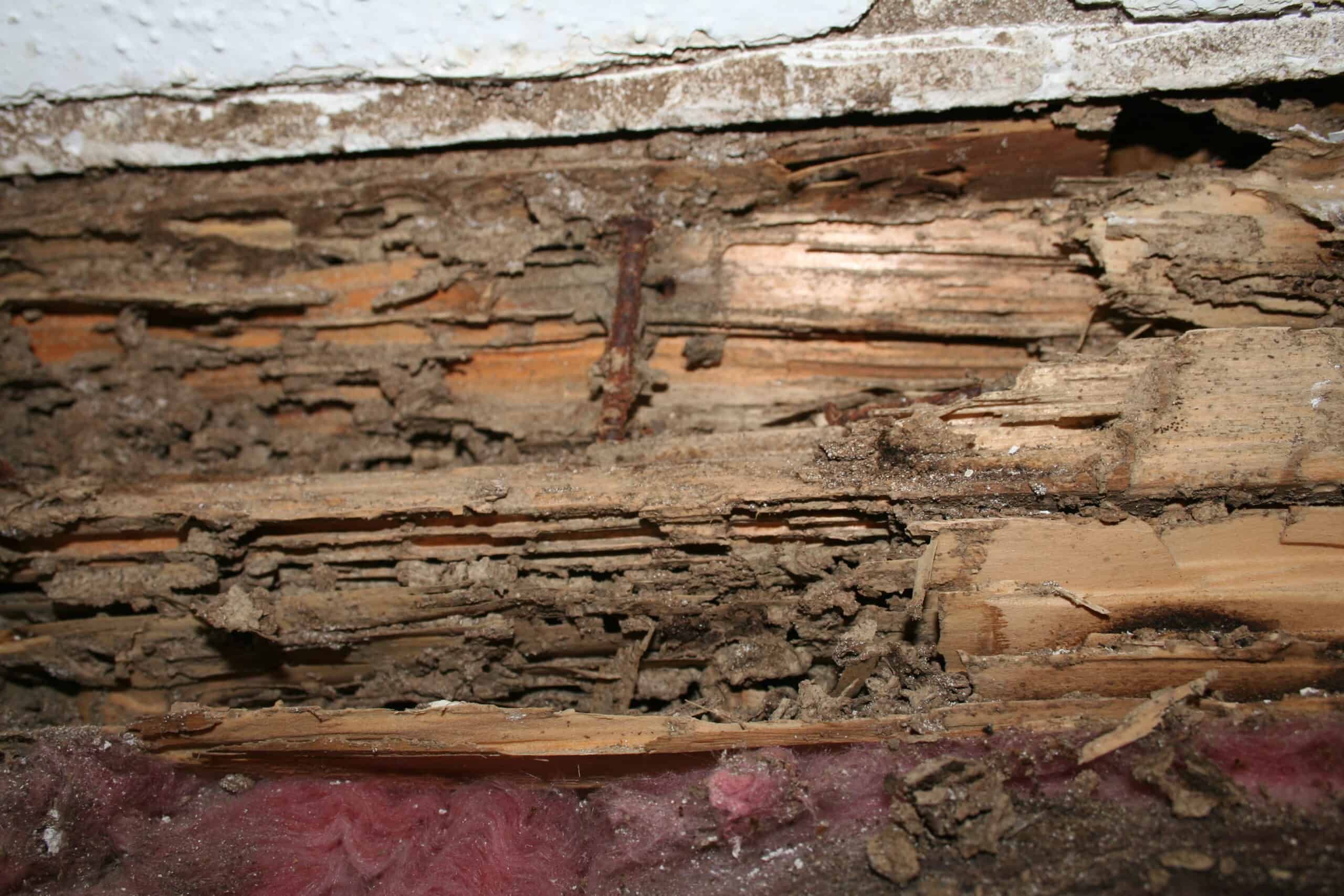 A Comprehensive Guide On Termite Infestation And Control