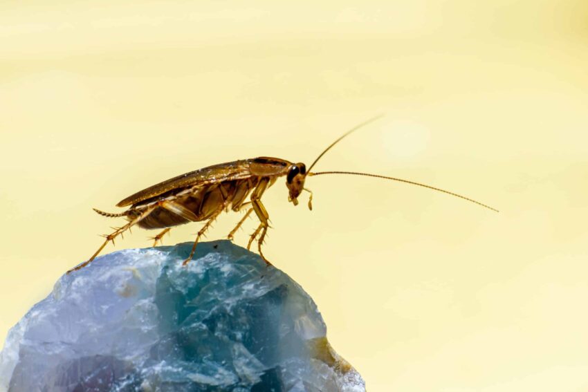 cockroach control