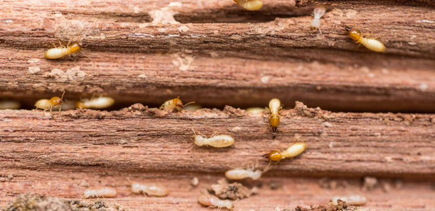 termite infestation