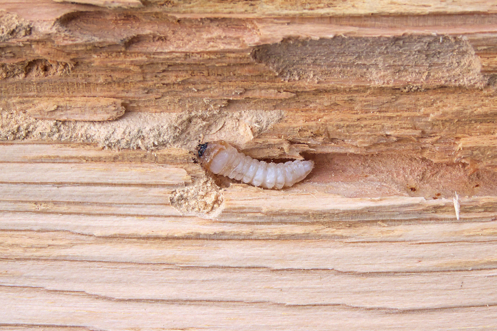 Identifying Signs of Wood Boring Beetles in Your Home