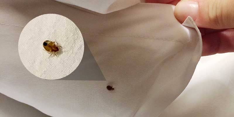 A bed bug hiding in a crevice of a bed frame